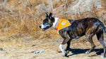Load image into Gallery viewer, Reflective Dog Bandana Hi-Vis M Size 19 in Chest x 19 in Neck Orange