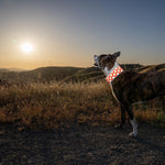 Load image into Gallery viewer, Reflective Dog Collar XL Size Adjustable Blaze Orange