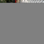 Load image into Gallery viewer, Recycled Cotton Dog Leash 10 Ft x 1 inch Gray Eco Friendly Collar for Medium