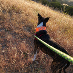 Load image into Gallery viewer, Reflective Dog Collar XL Size Adjustable Blaze Orange