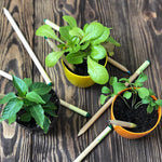 Load image into Gallery viewer, Living growing seed sprout wood pencil kid's garden kit children's garden seed kit grow your own garden kit perfect for kids and adults