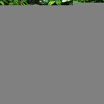 Load image into Gallery viewer, Garden Flag Welcome Bird with Fruit Wreath 12x18 Inch Bird Yellow Printed
