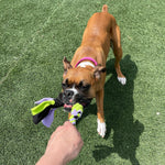 Load image into Gallery viewer, Lavender Interactive Tug Toy for Dogs Mental Stimulation Toy Slow Play Treat Dispenser Brain Exercise for Puppies & Seniors Teething Relief Blue Orange Purple (Lavender)