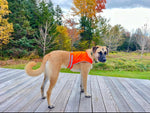 Load image into Gallery viewer, Lite Dog Vest Chest Size 42 Inch Neck Size 21.75 inch Coverage to Mid Back XL