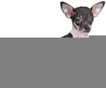 Load image into Gallery viewer, Rhinestone Dog Collar Bling XL Size 21 inch Neck PU Leather Crystal White Collar