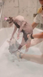 Load image into Gallery viewer, Probiotic Shampoo for Sphynx Cats (4.22)