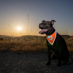 Load image into Gallery viewer, Reflective Dog Bandana Hi-Vis L Size 23 in Neck Orange