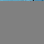 Load image into Gallery viewer, It's 5 O'Clock Somewhere Flag 3x5 Ft 2 Pack Printed 150D Polyester Parrot Flag