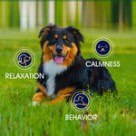 Load image into Gallery viewer, Hemp Calming Chews for Dogs with Anxiety and Stress Dog Calming Treats 90 Chews