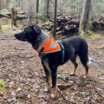 Load image into Gallery viewer, Reflective Dog Bandana Hi-Vis M Size 19 in Chest x 19 in Neck Orange