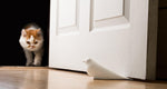 Load image into Gallery viewer, Door Stopper Decorative Door Stopper Floor Door Stop Unique Stopper Dove White