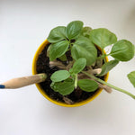 Load image into Gallery viewer, Living growing seed sprout wood pencil kid's garden kit children's garden seed kit grow your own garden kit perfect for kids and adults