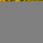 Load image into Gallery viewer, Dog Multivitamin Chewable with Glucosamine Dog Vitamins 170 Treats Codfish Free