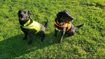 Load image into Gallery viewer, Lite Dog Vest. Coverage to Mid Back. Reflective Hi Visibility Fluorescent Yellow Fabric Helps to Keep Them in Sight and Safe On and Off Leash.